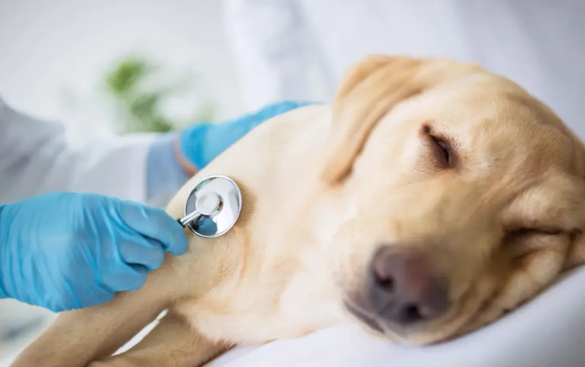 Veterinär lyssnar på en hunds hjärta med stetoskop. En sorglig men viktig del av avliva hund regler.