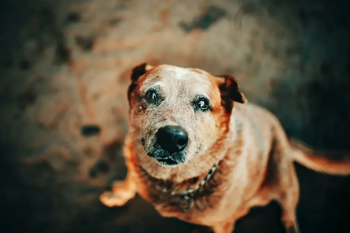 En hund med gråsprängt ansikte, kanske med addisons sjukdom, tittar upp med sorgsna ögon.