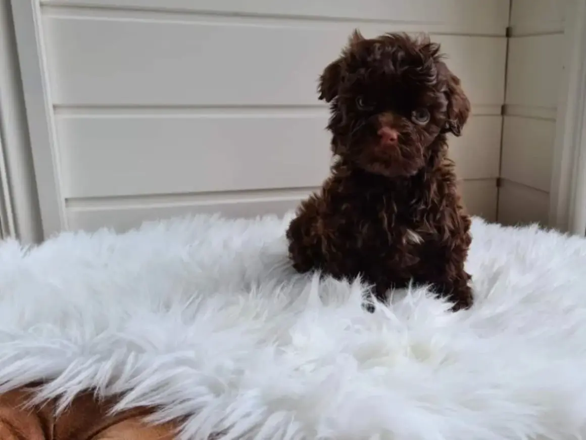 En söt, brun, krullig hundvalp sitter på en vit, fluffig matta.