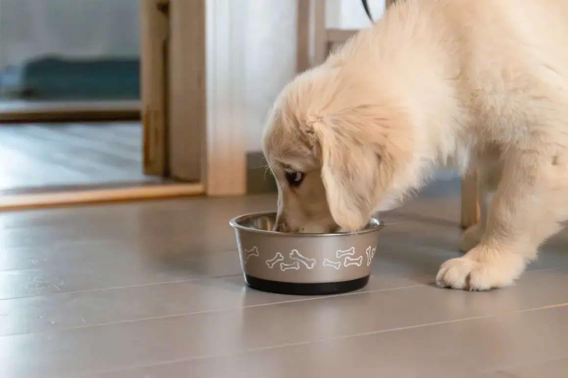 En söt golden retriever-valp äter ur sin matskål. Det är viktigt att ge valp mat 2 gånger om dagen för att den ska växa sig stor och stark.