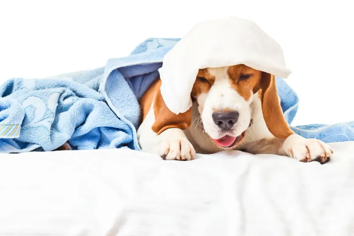 En trött beagle med en kall kompress på huvudet, insvept i en blå handduk. Hunden verkar ha bronkit och behöver vila.