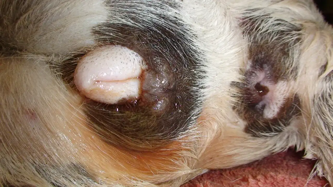Livmoderinflammation hos hund - symtom, behandling och kostnad