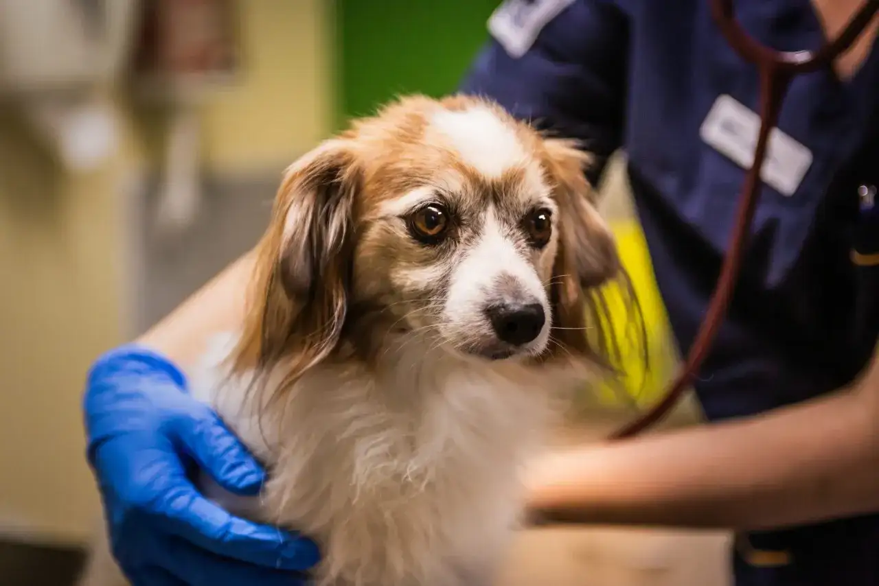 Hund kräks gult - När är det allvarligt? Få svar här!