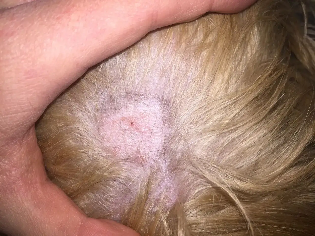 Ringorm hos hund - symtom, behandling och sanering