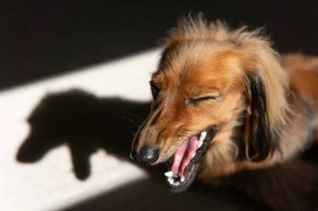 Hosta hos hund - När är det allvarligt? (Veterinärguide)