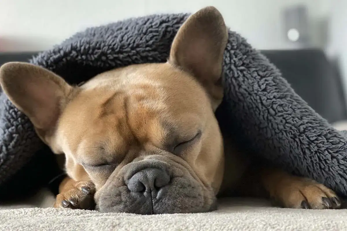 Hur mycket sover en hund? Riktvärden för valp och vuxen