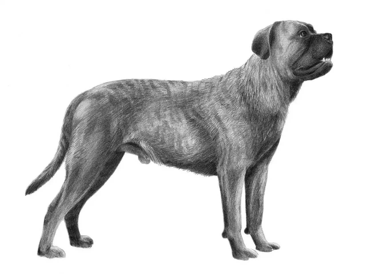 Cane corso - temperament, träning och hälsa