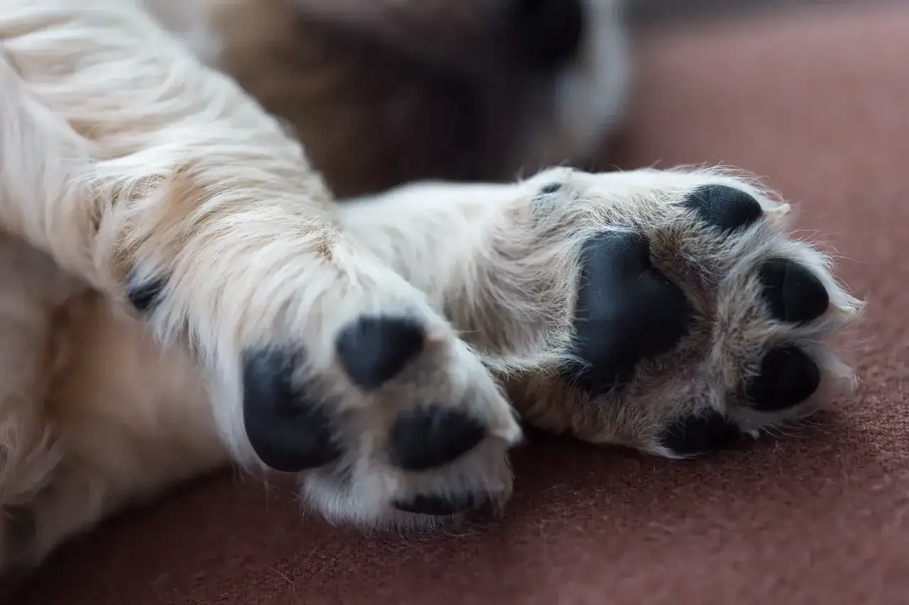 Hund haltar? Agera rätt - när söka vård & vad göra hemma