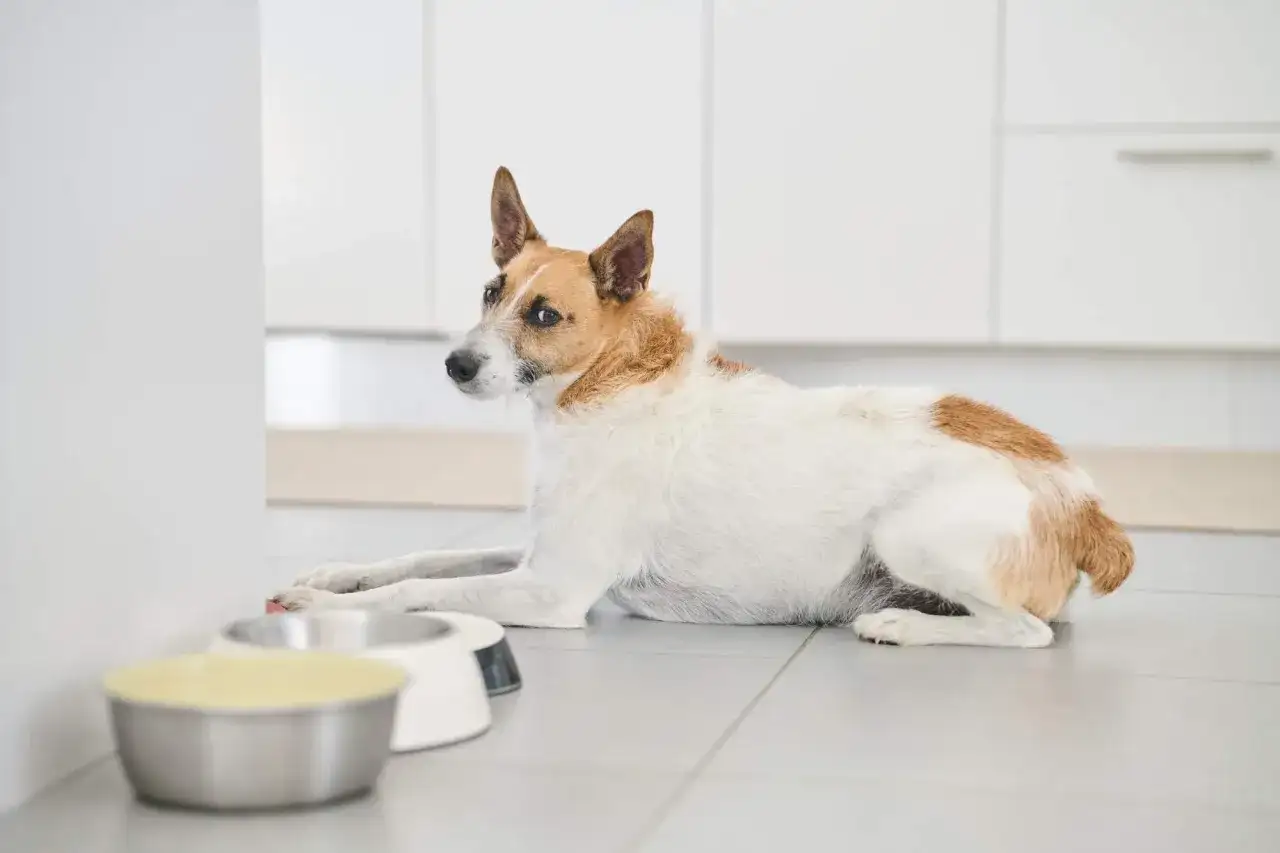 Otrygg hund? Så hjälper du hunden att känna sig trygg