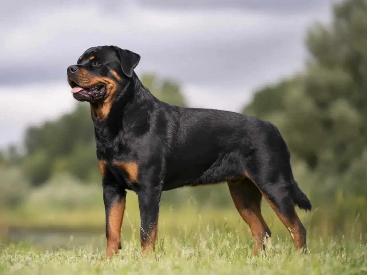 Rottweiler temperament - Lugn, lojal och missförstådd?
