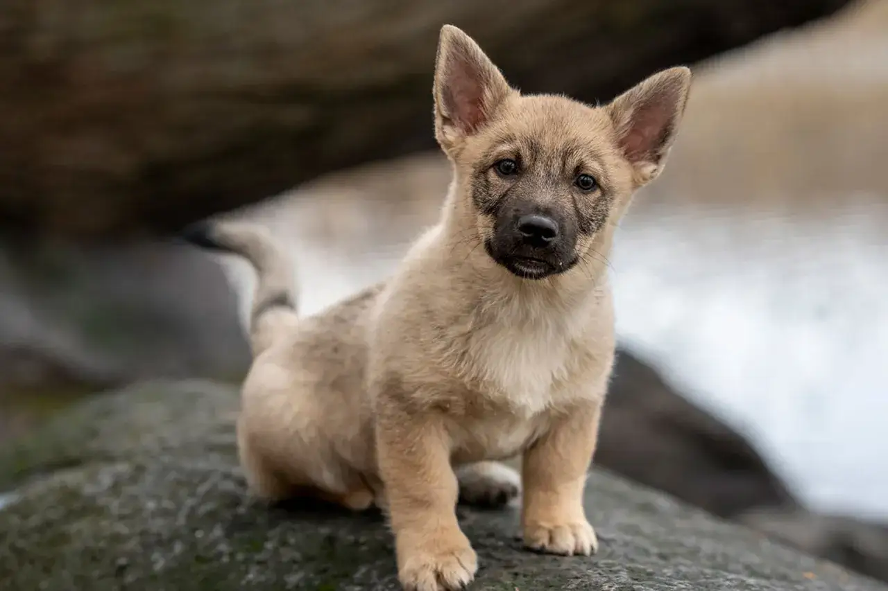 S&ouml;t valp med stora &ouml;ron sitter p&aring; en sten. En framtida familjemedlem, men t&auml;nk p&aring; dolda fel hund.