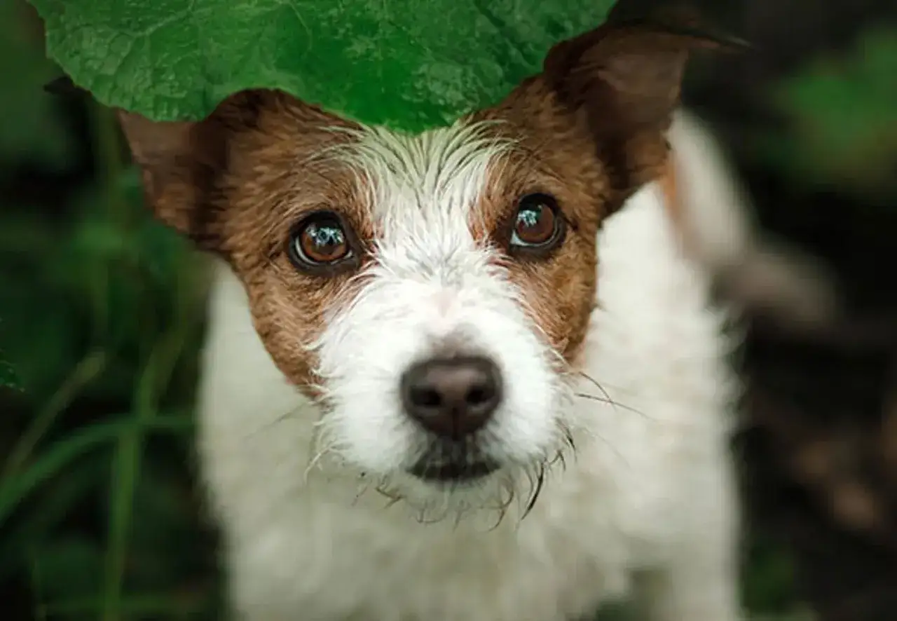 En gammal hund som fl&aring;sar tittar upp fr&aring;n under ett stort gr&ouml;nt blad.