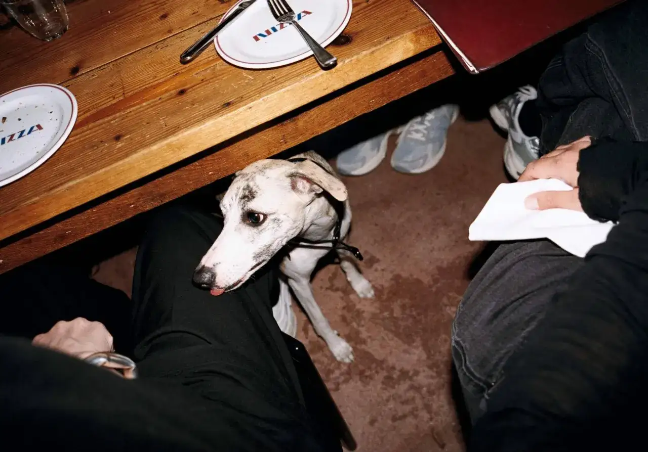 En hund med mandelformade &ouml;gon sitter under ett tr&auml;bord, med en tallrik med texten 