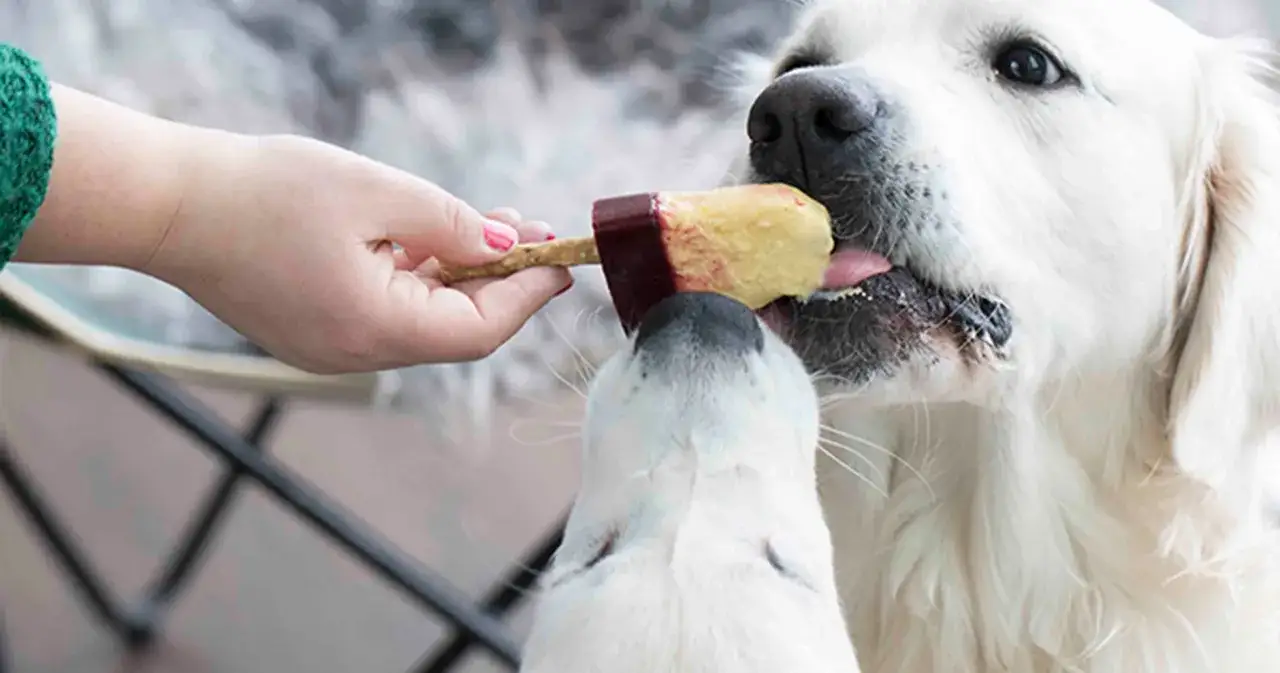 En hand h&aring;ller upp en glasspinne med laktosfri a-fil till hund. Tv&aring; hundar njuter av den svalkande godsaken.