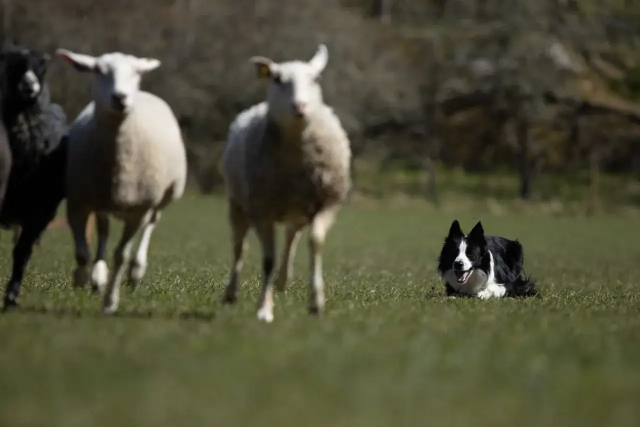 En border collie ligger p&aring; gr&auml;set medan en flock f&aring;r springer f&ouml;rbi.