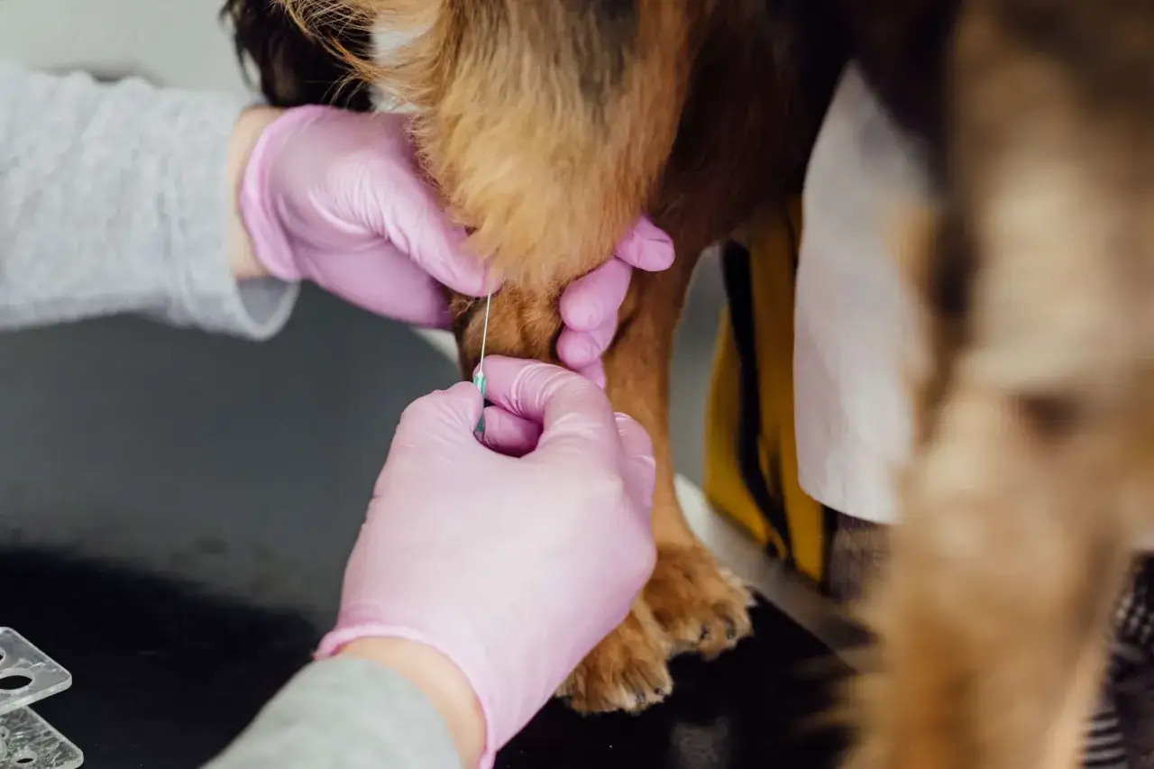 En veterinär ger en hund kennelhosta vaccin.
