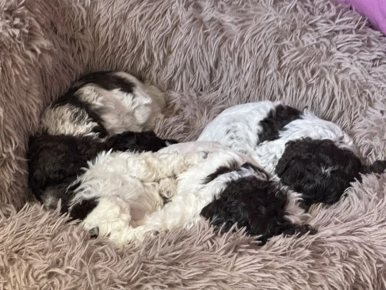 En hög med sovande lagotto hundvalpar, några med svart och vitt mönster, myser tillsammans i en mjuk, fluffig bädd.