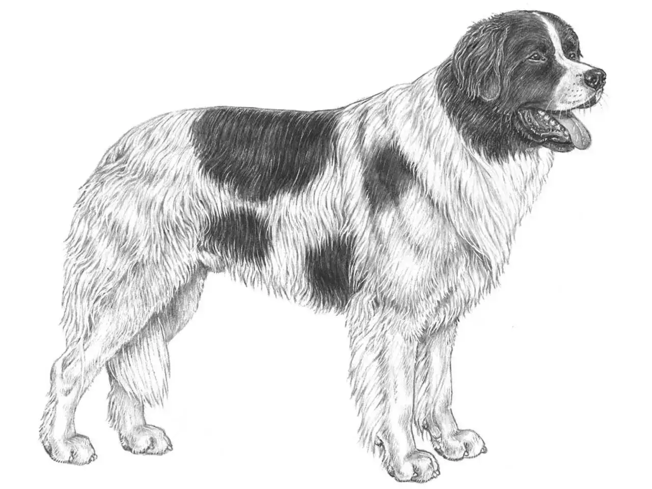 En teckning av en stor hundras med lång, fluffig päls och fläckar i svart och vitt. En ståtlig hund som representerar många stora hundraser.