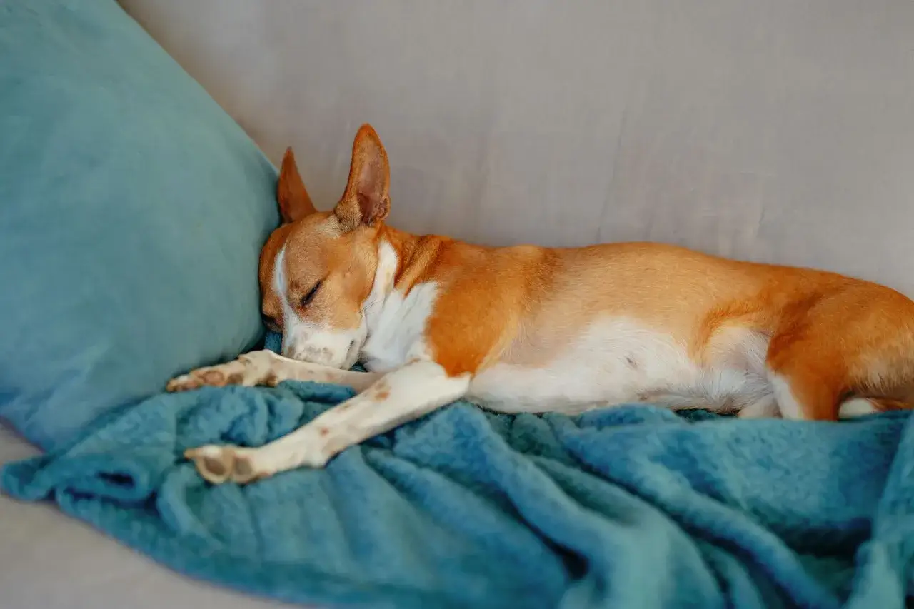 En brunvit hund sover gott p&aring; en bl&aring; filt. Det ser ut som att den dr&ouml;mmer om att f&aring; upp hullet p&aring; hund, kanske en godis eller en leksak.