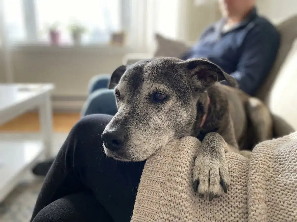 En senior hund vilar sitt huvud p&aring; en stickad filt, med en person i bakgrunden.