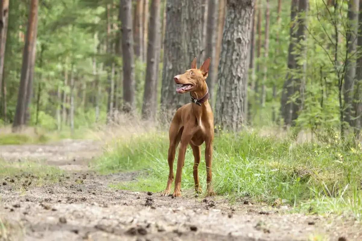 En brun hund med stora öron står på en skogsstig. Den ser ut som en av de där konstiga hundar som man ser på film.