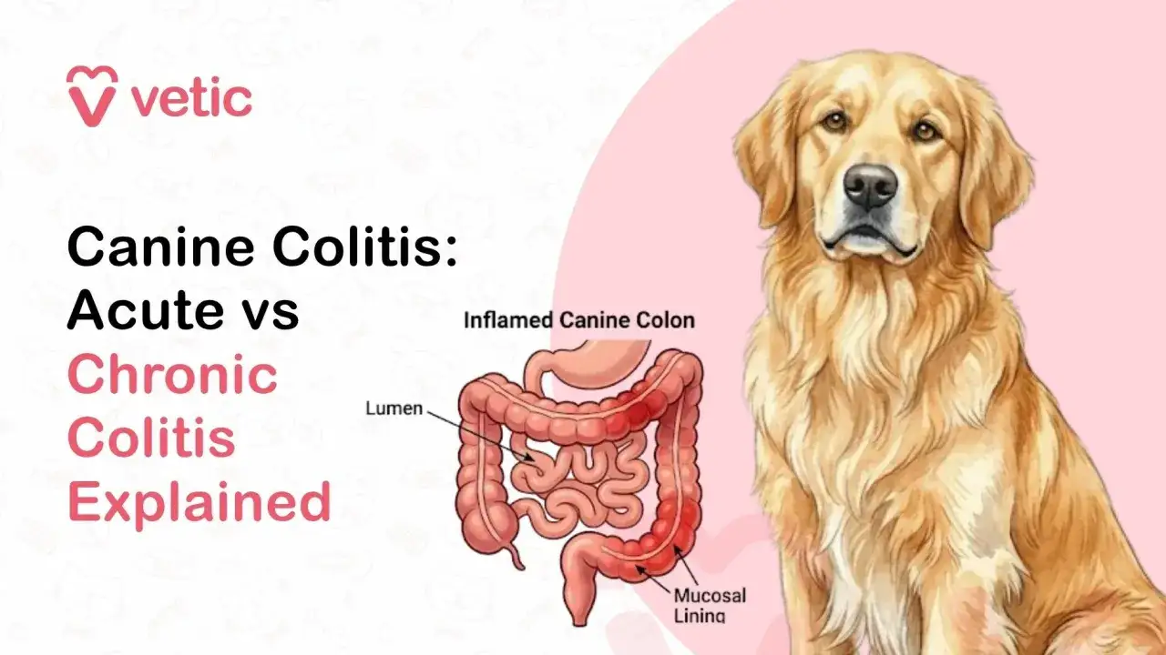 Bild som f&ouml;rklarar kolit hos hundar, med illustration av inflammerad tjocktarm och en golden retriever.