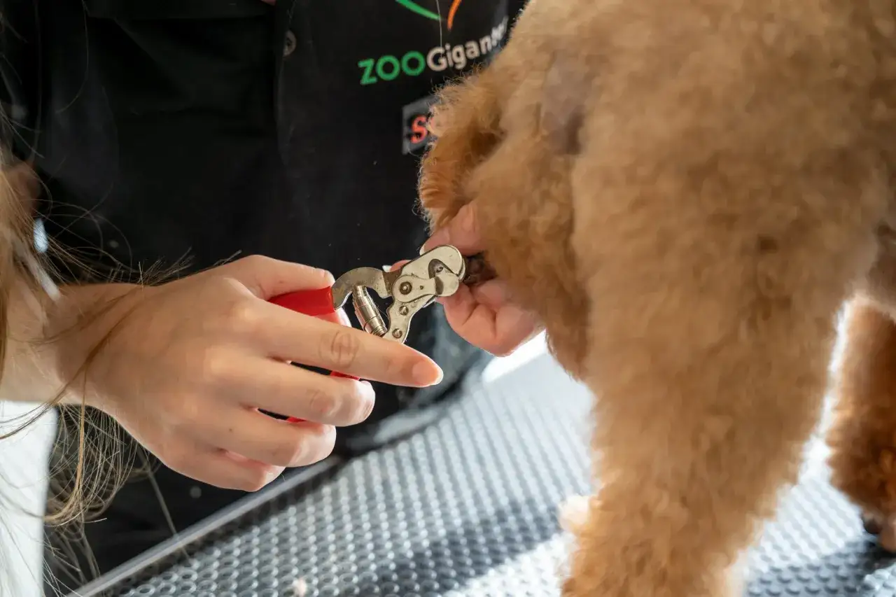 En person klipper en hunds klor med en klosax.