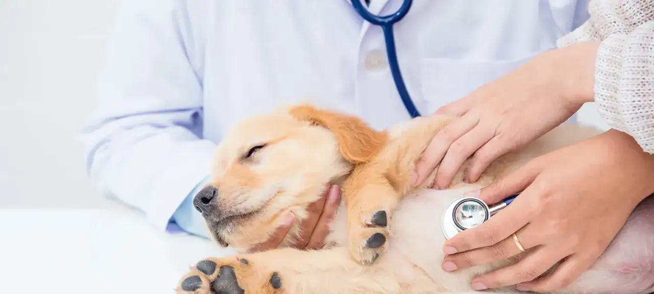 En veterinär lyssnar på en söt golden retriever-valp med stetoskop. Valpen verkar lite trött, kanske har den bronkit.