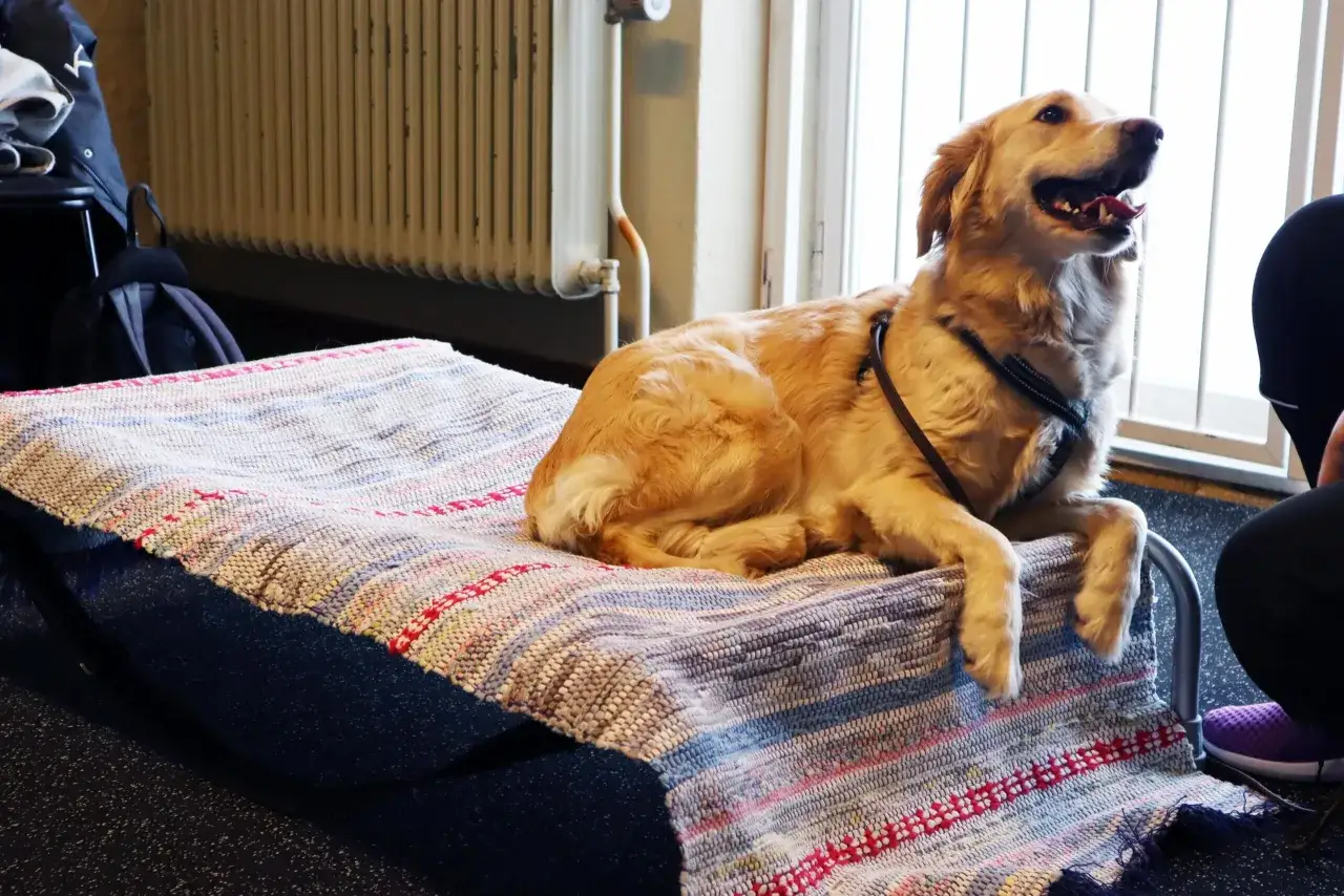 En golden retriever ligger p&aring; en matta, v&auml;ntar t&aring;lmodigt. Denna hund ensam hemma 8 timmar verkar inte uttr&aring;kad.