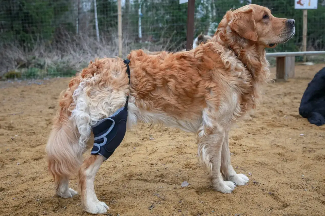 Golden retriever med st&ouml;d f&ouml;r bakbenet, troligen f&ouml;r att hj&auml;lpa vid en ligamentskada.