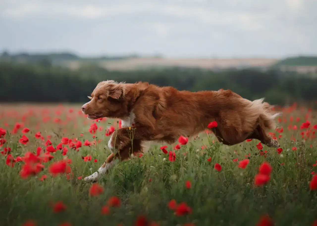 En brun tollare hund springer genom ett f&auml;lt med r&ouml;da vallmoblommor.