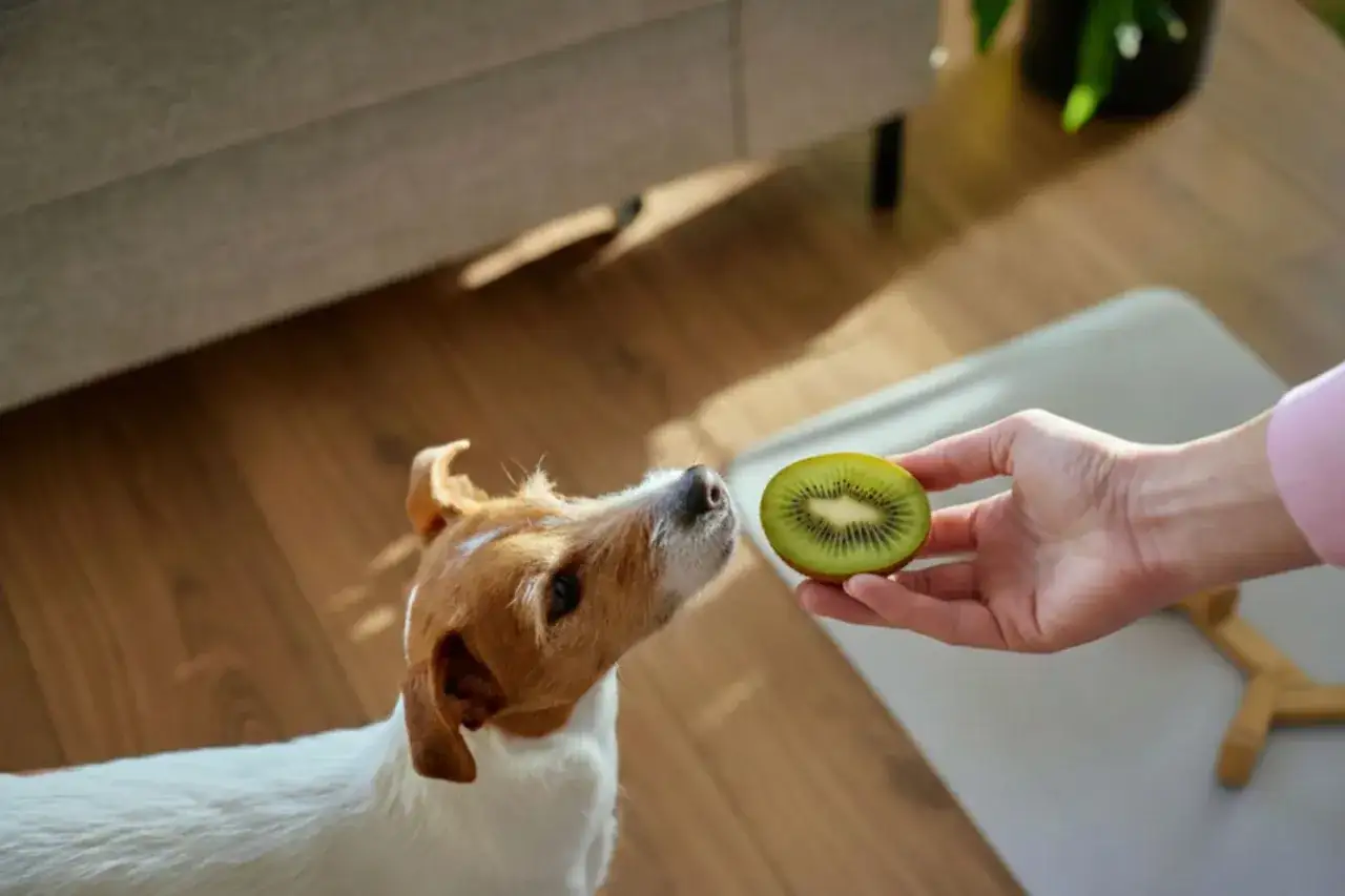 En nyfiken kiwi hund nosar p&aring; en saftig kiwiskiva som h&aring;lls fram av en hand.