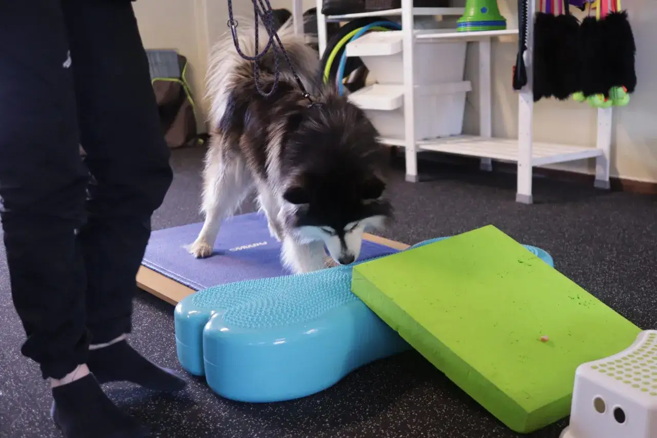 Hunden tr&auml;nar balans p&aring; olika redskap. Kanske &auml;r det en del av ett rehab-program f&ouml;r en hund som varit ensam hemma f&ouml;r l&auml;nge.