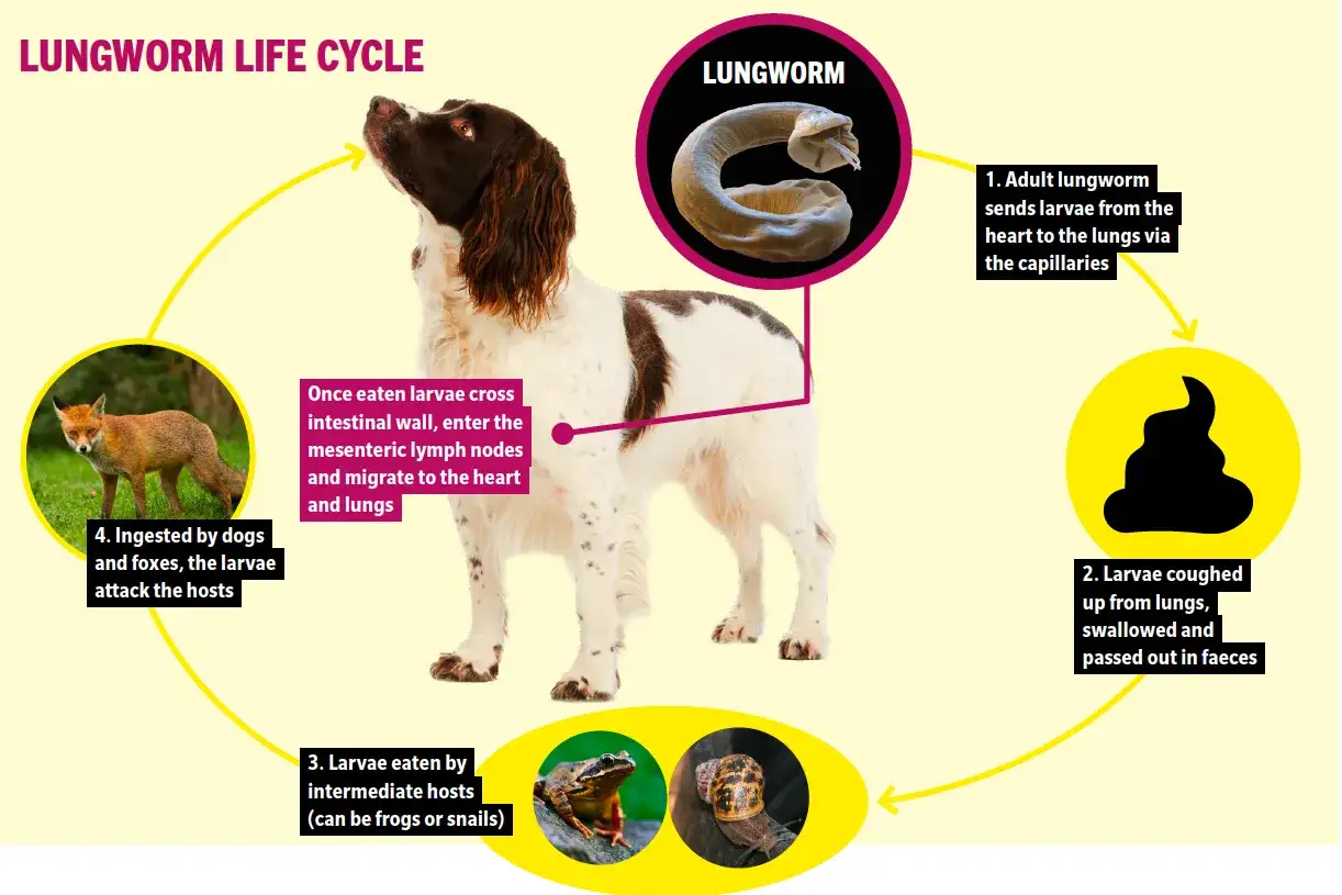 Livscykel f&ouml;r lungmask hos hund. Visar hur en hund kan smittas och sprida parasiten.