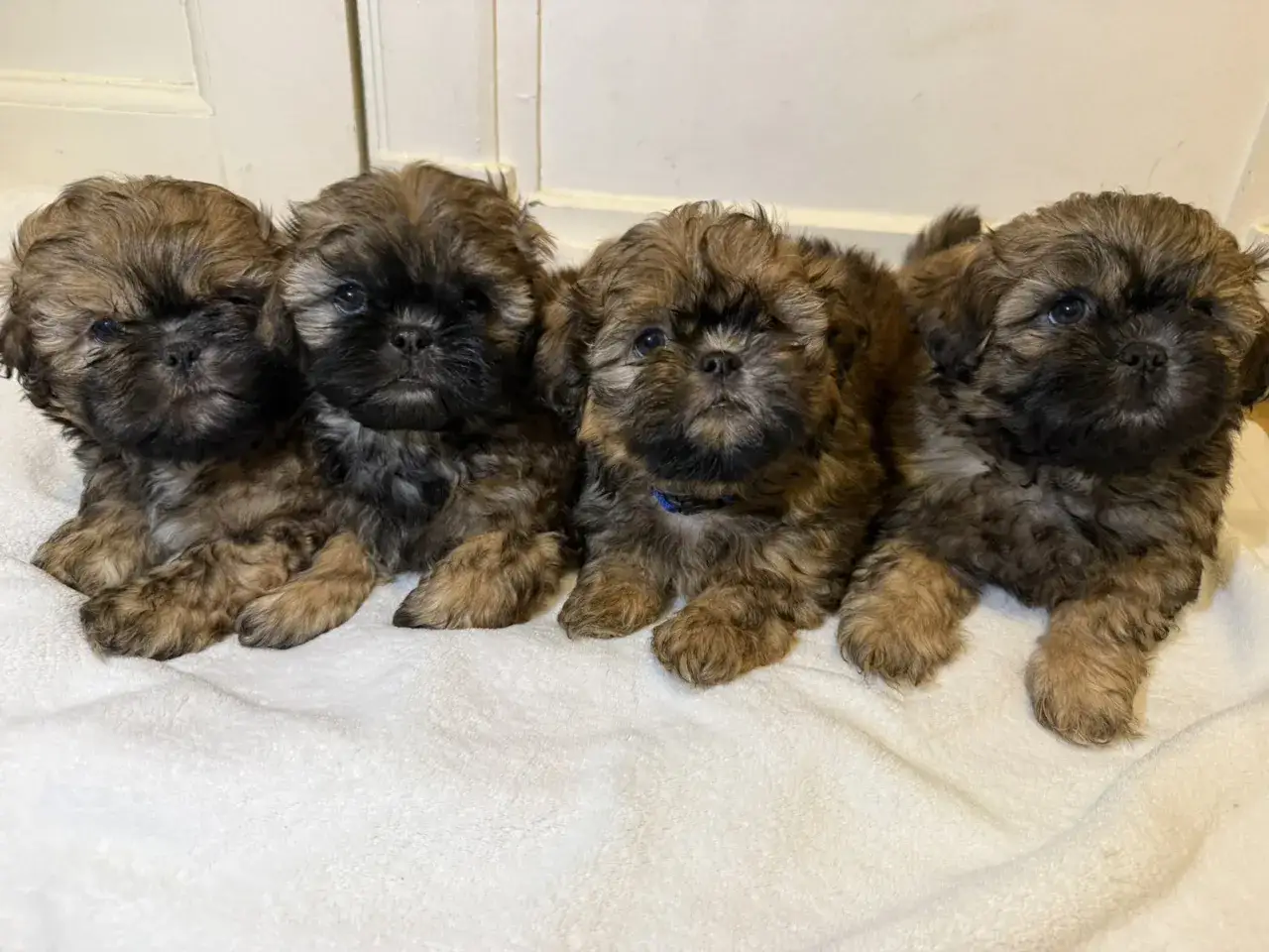 Fyra bruna shih tzu-valpar med mjuk p&auml;ls, som visar deras lekfulla shih tzu-temperament.