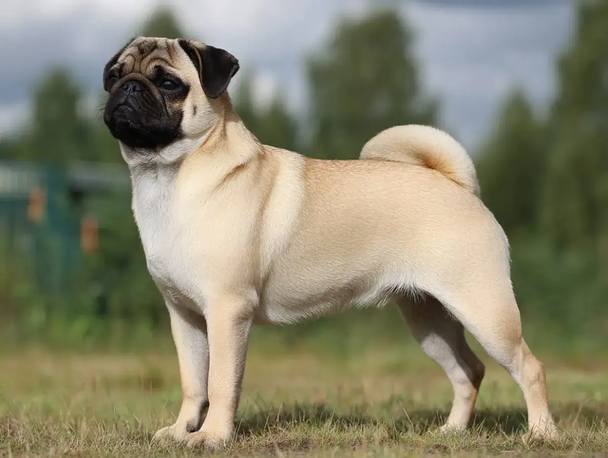 En mops med sitt karaktäristiska temperament står på en gräsmatta.