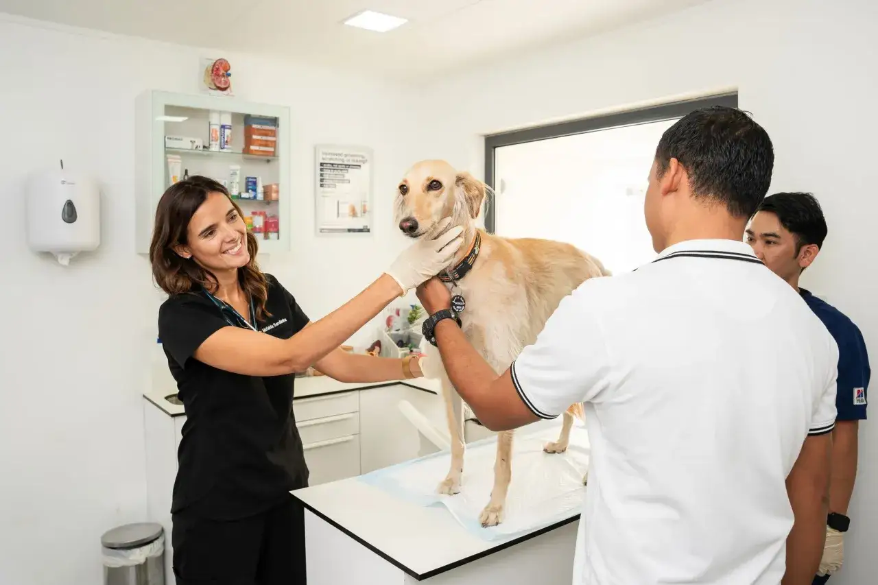Veterin&auml;r unders&ouml;ker en hund som dricker mycket. En kvinna i svart tr&ouml;ja och tv&aring; m&auml;n i bakgrunden.