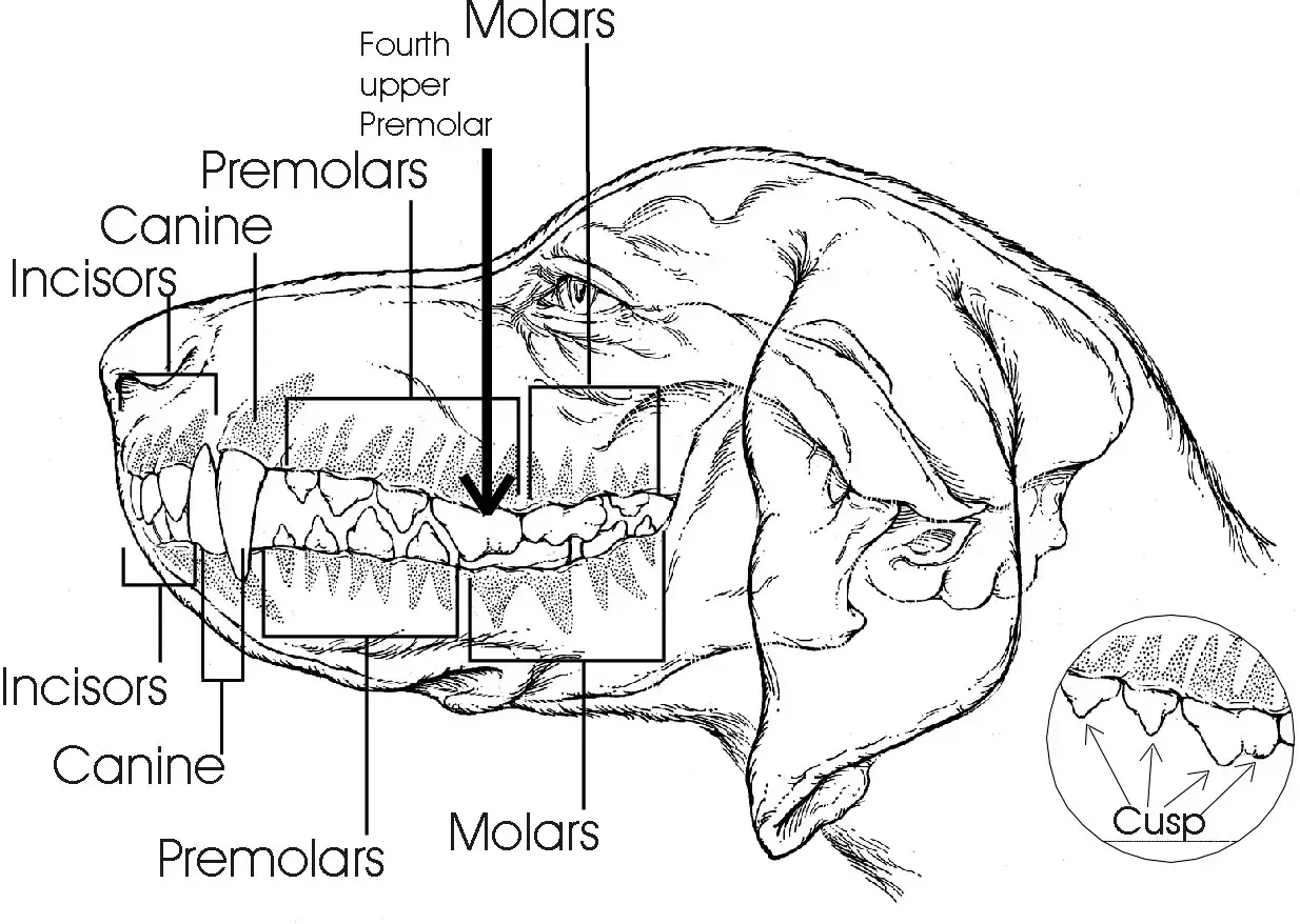 Detaljerad illustration av en hunds käke med tänder märkta: incisiver, hörntänder, premolarer och molarer. En närbild visar tandspetsar (cusps).