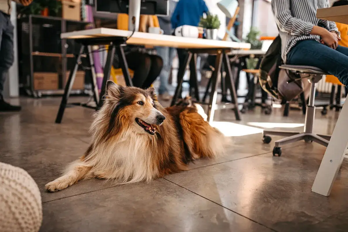 En vacker hund p&aring; kontoret, en lojal kollega som vilar p&aring; golvet medan m&auml;nniskor arbetar vid sina skrivbord.
