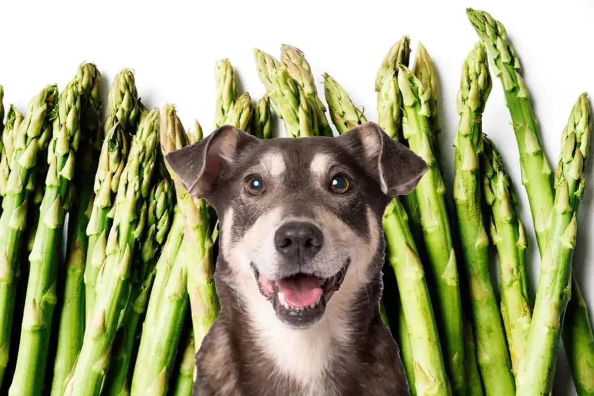 Glad sparris hund med öppen mun, omgiven av färsk sparris.