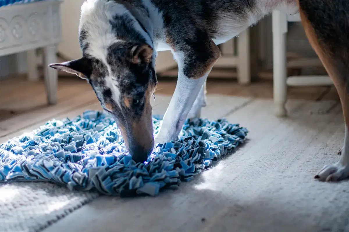 En hund med fläckigt mönster nosar ivrigt i en blå matta. Denna banta hund verkar njuta av att leta efter godis.