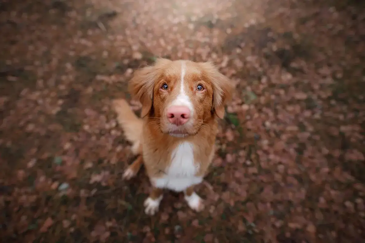 En söt Nova Scotia Duck Tolling Retriever sitter på marken bland höstlöv. Denna hundras är känd för sin lekfullhet och intelligens.