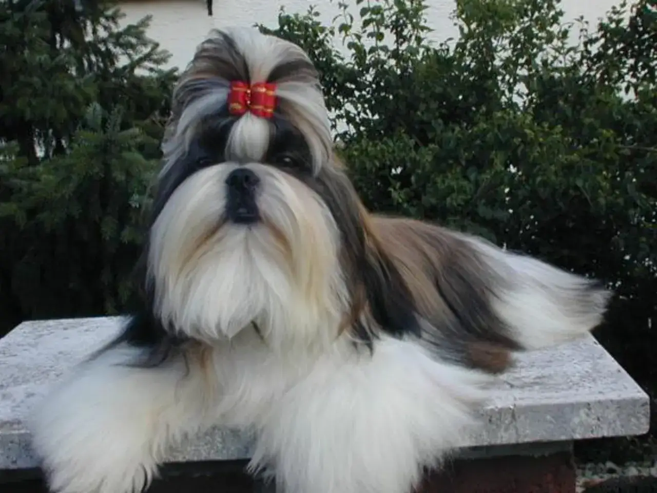 En st&aring;tlig shih tzu med r&ouml;d rosett i p&auml;lsen, vars lugna temperament syns i dess blick.