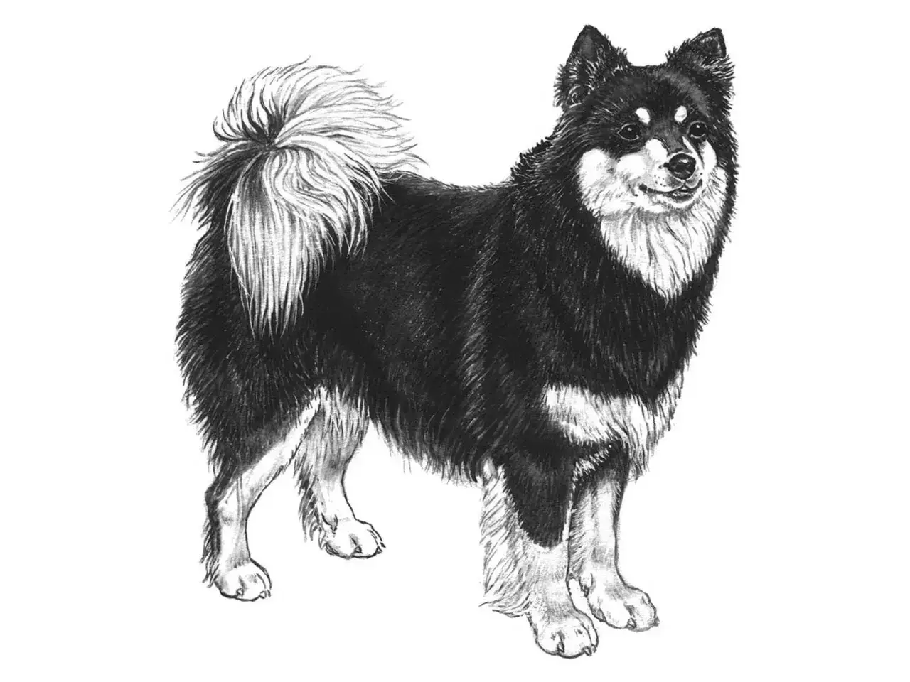 Svartvit teckning av en finsk lapphund med yvig svans. En frisk hund med lagom finsk lapphund vikt.
