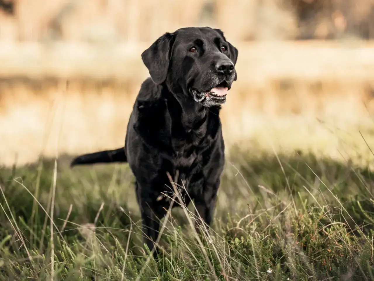 Svart labrador i gr&auml;set, en trogen v&auml;n oavsett labrador &aring;lder.