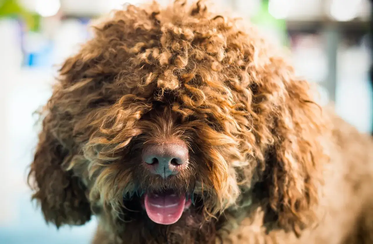 En brun, krullig hund med tungan ute. Dess fluffiga päls täcker nästan hela ansiktet, men nosen och munnen syns tydligt.