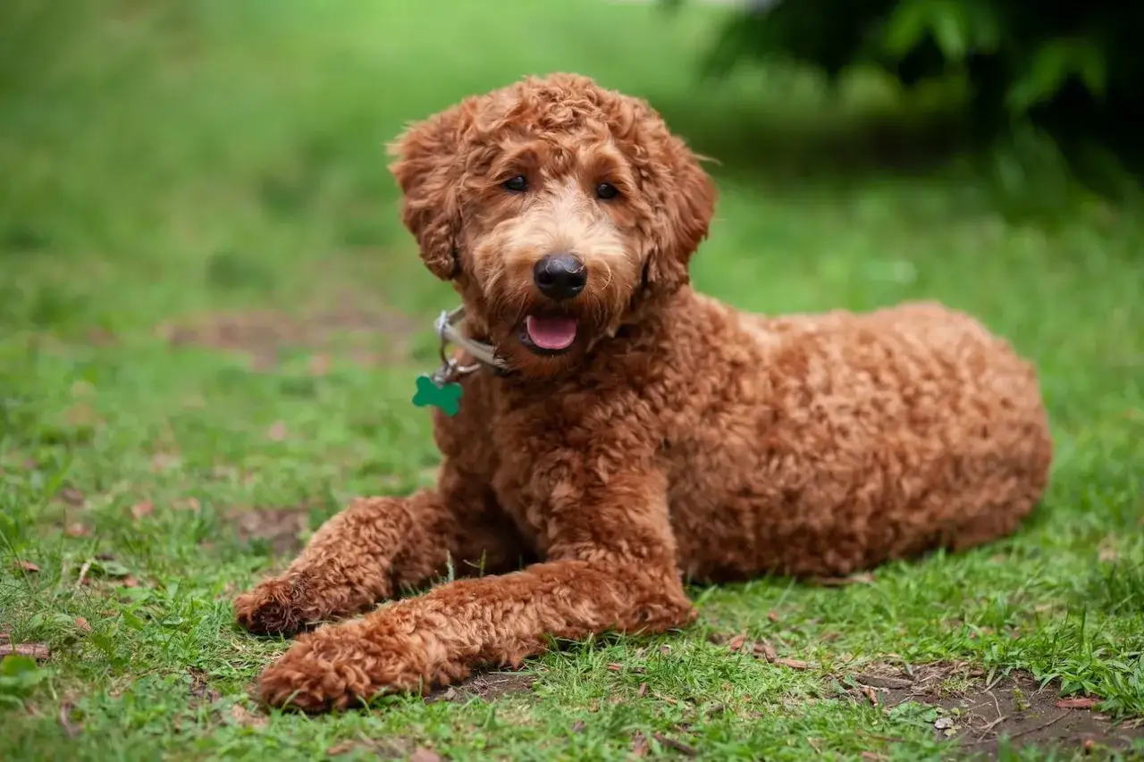 En s&ouml;t, vuxen labradoodle mini med r&ouml;dbrun p&auml;ls ligger p&aring; gr&auml;set och tittar glatt in i kameran.