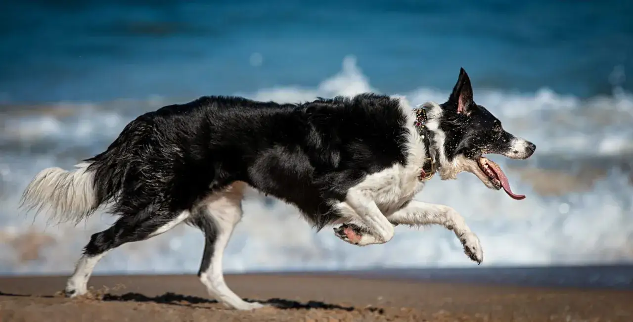 En border collie i full fart på stranden, med tungan ute och ögonen fokuserade. Denna hunds vikt är perfekt för att springa snabbt.