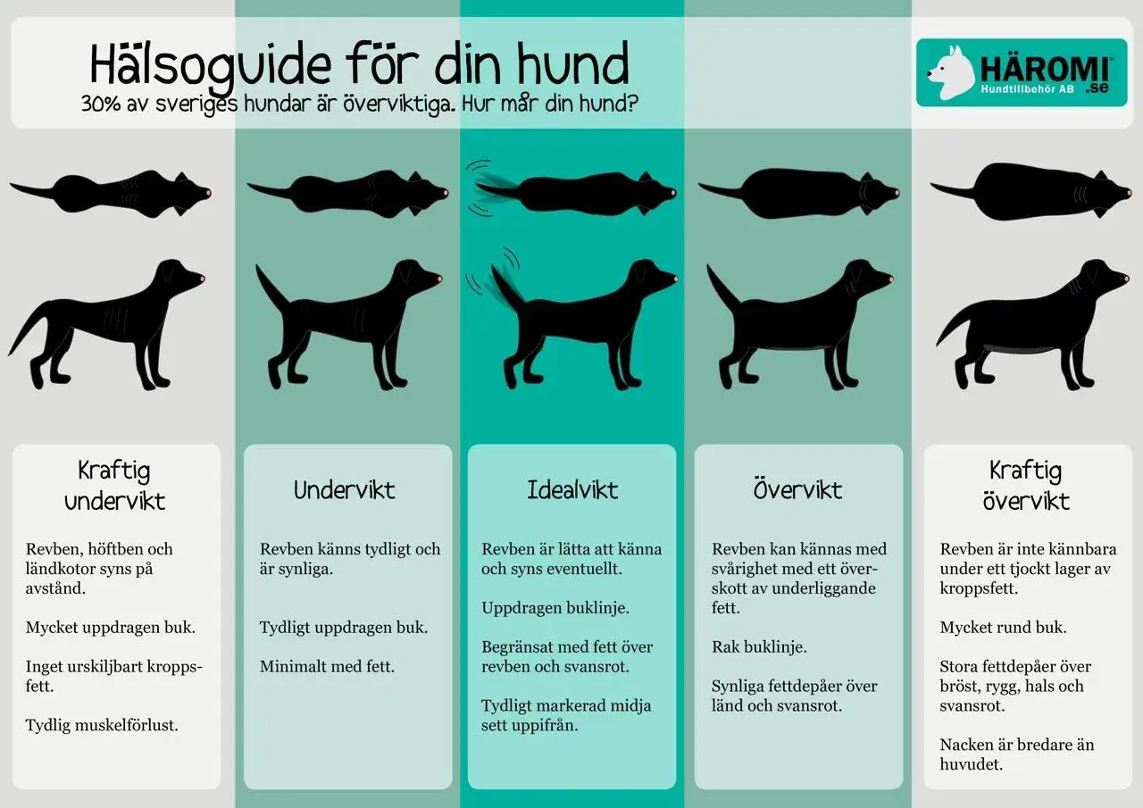 Hundens kroppskondition: en vikttabell hund visar illustrationer av hundar i olika kroppstyper, fr&aring;n kraftig undervikt till kraftig &ouml;vervikt.
