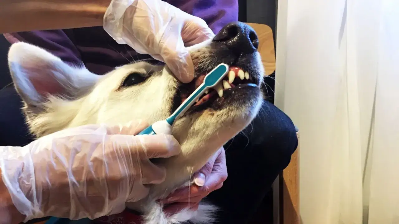 En person med handskar borstar t&auml;nderna p&aring; en vit hund. Kanske f&ouml;r att den gamla hunden luktar illa.